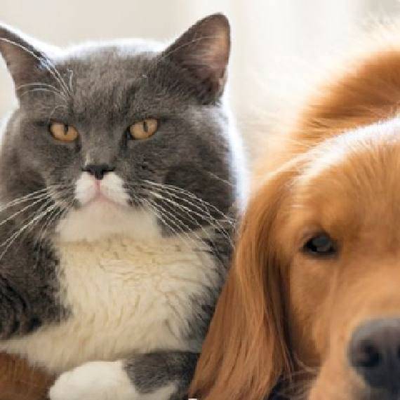 PET İZMİR